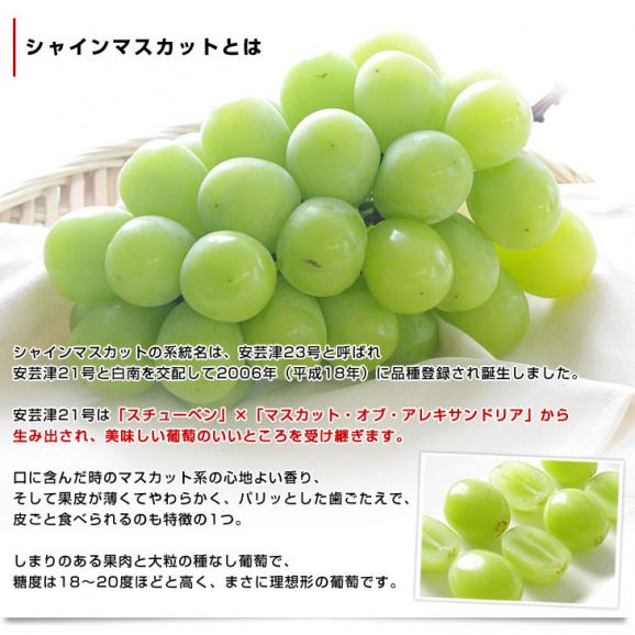 山梨県産または長野県産 大型シャインマスカット超盛2.75キロ以上（5房入）送料無料 ぶどう ブドウ 種なしぶどう  クール便発送05