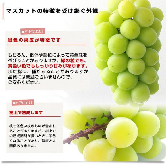 山梨県産または長野県産 大型シャインマスカット超盛2.75キロ以上（5房入）送料無料 ぶどう ブドウ 種なしぶどう  クール便発送06