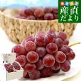 山梨県産 JAフルーツ山梨 スカーレット 秀品 約1.1キロ（2房入り）送料無料 赤ぶどう 種なしぶどう ぶどう クール便