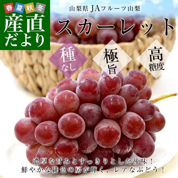 山梨県産 JAフルーツ山梨 スカーレット 秀品 約1.1キロ（2房入り）送料無料 赤ぶどう 種なしぶどう ぶどう クール便02