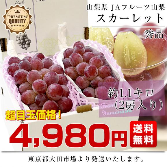 山梨県産 JAフルーツ山梨 スカーレット 秀品 約1.1キロ（2房入り）送料無料 赤ぶどう 種なしぶどう ぶどう クール便03