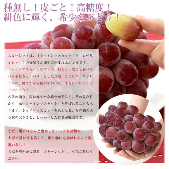 山梨県産 JAフルーツ山梨 スカーレット 秀品 約1.1キロ（2房入り）送料無料 赤ぶどう 種なしぶどう ぶどう クール便04