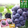 【まだ間に合う!敬老の日ギフト】岡山県産 JA晴れの国岡山 びほくエリア ニューピオーネ 優品以上 約1キロ(500g×2房) 送料無料 ブドウ 葡萄 ピオーネ ギフト 贈り物 メッセージカード付き