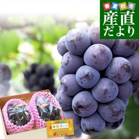 【まだ間に合う！敬老の日ギフト】岡山県産 JA晴れの国岡山 びほくエリア ニューピオーネ 優品以上 約1キロ(500g×2房) 送料無料 ブドウ 葡萄 ピオーネ ギフト 贈り物 メッセージカード付き 