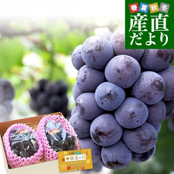 【まだ間に合う!敬老の日ギフト】岡山県産 JA晴れの国岡山 びほくエリア ニューピオーネ 優品以上 約1キロ(500g×2房) 送料無料 ブドウ 葡萄 ピオーネ ギフト 贈り物 メッセージカード付き 01