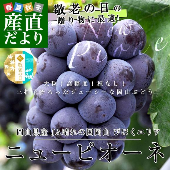 【まだ間に合う!敬老の日ギフト】岡山県産 JA晴れの国岡山 びほくエリア ニューピオーネ 優品以上 約1キロ(500g×2房) 送料無料 ブドウ 葡萄 ピオーネ ギフト 贈り物 メッセージカード付き 02