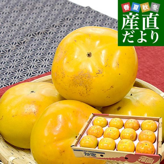 福岡県産 JA福岡くるめ 太秋柿 青秀品以上 3LからLサイズ 約4.5キロ（12玉から16玉）送料無料 柿 かき たいしゅうがき01