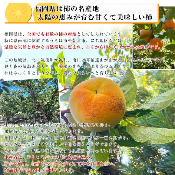 福岡県産 JA福岡くるめ 太秋柿 青秀品以上 3LからLサイズ 約4.5キロ（12玉から16玉）送料無料 柿 かき たいしゅうがき06