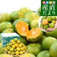 九州から産地直送 熊本県 特農家のギュッと！こつぶみかん　極早生みかん 約3キロ(合計70玉前後) 小粒3Sサイズ　送料無料  蜜柑 みかん ミカン