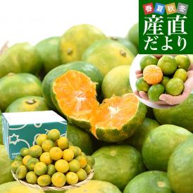 九州から産地直送 熊本県 特農家のギュッと！こつぶみかん　極早生みかん 約3キロ(合計70玉前後) 小粒3Sサイズ　送料無料  蜜柑 みかん ミカン