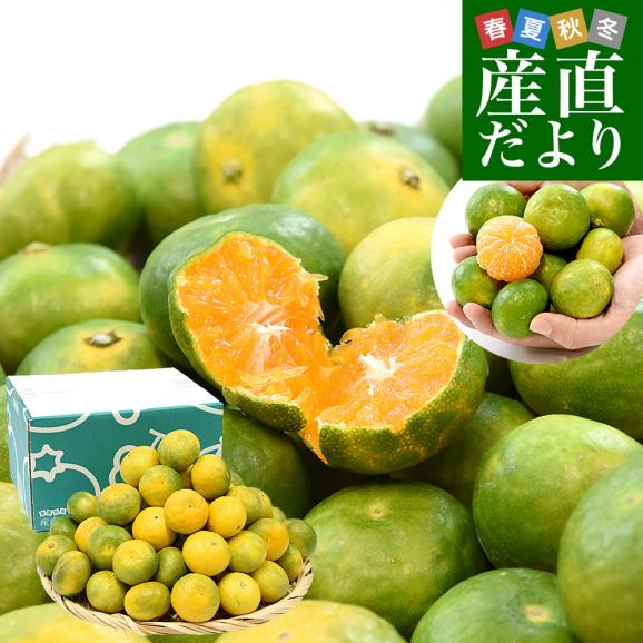 九州から産地直送 熊本県 特農家のギュッと！こつぶみかん　極早生みかん 約3キロ(合計70玉前後) 小粒3Sサイズ　送料無料  蜜柑 みかん ミカン01
