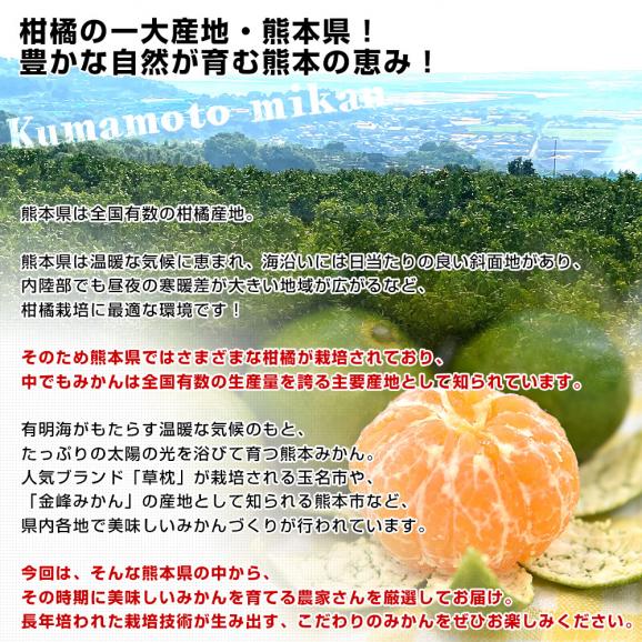 九州から産地直送 熊本県 特農家のギュッと！こつぶみかん　極早生みかん 約3キロ(合計70玉前後) 小粒3Sサイズ　送料無料  蜜柑 みかん ミカン05