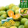 九州から産地直送 熊本県 特農家のギュッと！こつぶみかん 極早生みかん 3キロ&times;2箱(合計140玉前後) 小粒3Sサイズ　送料無料  蜜柑 みかん ミカン