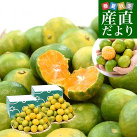 九州から産地直送 熊本県 特農家のギュッと！こつぶみかん 極早生みかん 3キロ×2箱(合計140玉前後) 小粒3Sサイズ　送料無料  蜜柑 みかん ミカン