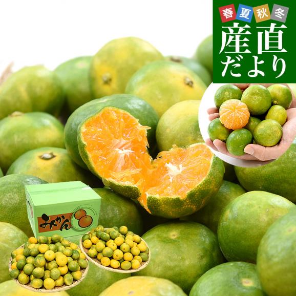 九州から産地直送 熊本県 特農家のギュッと！こつぶみかん 極早生みかん 10キロ(合計230玉前後) 小粒3Sサイズ　送料無料  蜜柑 みかん ミカン01