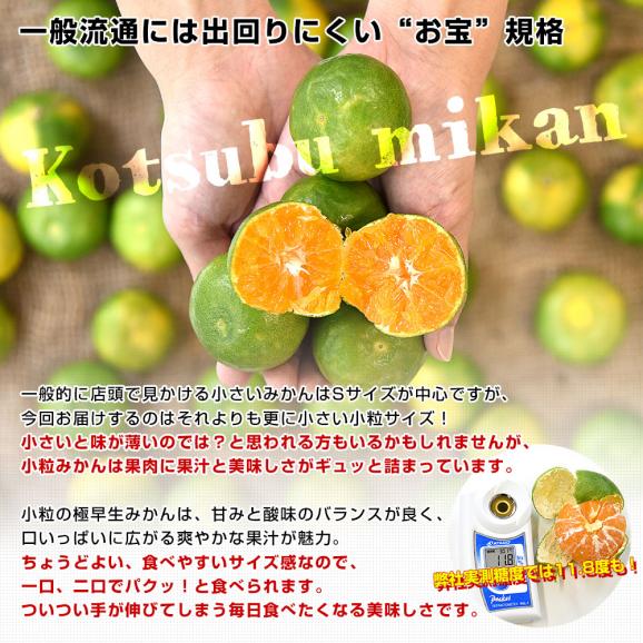 九州から産地直送 熊本県 特農家のギュッと！こつぶみかん 極早生みかん 10キロ(合計230玉前後) 小粒3Sサイズ　送料無料  蜜柑 みかん ミカン04