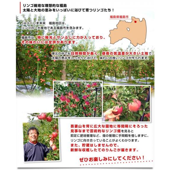 福島県より産地直送 JAふくしま未来 こうとく 秀品 約2.8キロ(10玉から12玉) 送料無料 林檎 リンゴ06