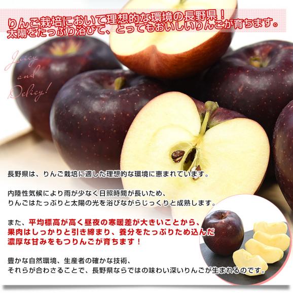 長野県産 りんご「秋映」長野県オリジナル品種 秀品 約2.8キロ(8玉から10玉) 送料無料 林檎 りんご リンゴ ギフト05