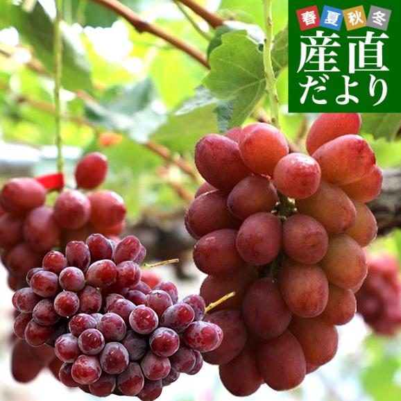 長野県 JAながの クイーンルージュ 1,1キロ以上(大房2房) 送料無料 ブドウ 葡萄 01