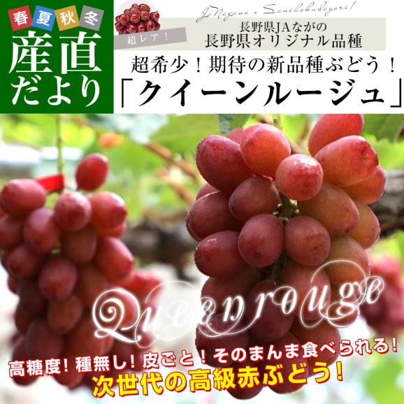 長野県 JAながの クイーンルージュ 1,1キロ以上(大房2房) 送料無料 ブドウ 葡萄 02