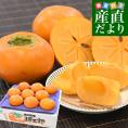 鳥取県 JA全農とっとり 甘柿 輝太郎 青秀品 約3キロ（8玉から11玉）送料無料 柿 かき カキ