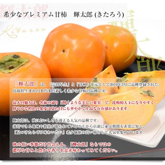 鳥取県 JA全農とっとり 甘柿 輝太郎 青秀品 約3キロ（8玉から11玉）送料無料 柿 かき カキ04