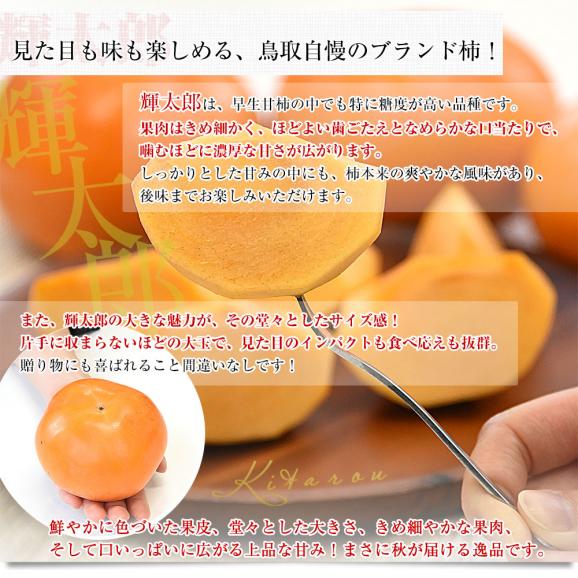 鳥取県 JA全農とっとり 甘柿 輝太郎 青秀品 約3キロ（8玉から11玉）送料無料 柿 かき カキ05