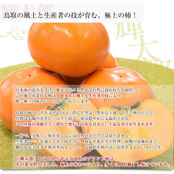 鳥取県 JA全農とっとり 甘柿 輝太郎 青秀品 約3キロ（8玉から11玉）送料無料 柿 かき カキ06