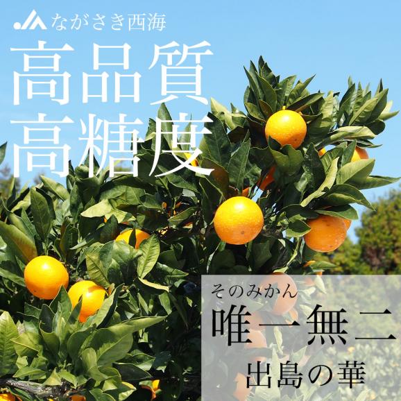 送料無料　長崎県産　ＪＡながさき西海　出島の華　SSサイズ　5キロ 　みかん、早生みかん03