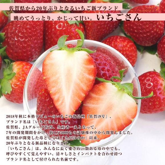 佐賀県産 新 ブランド苺 いちごさん 秀品 ３Lから２Lサイズ 1箱 約540g (270g×2パック） 送料無料 イチゴ05