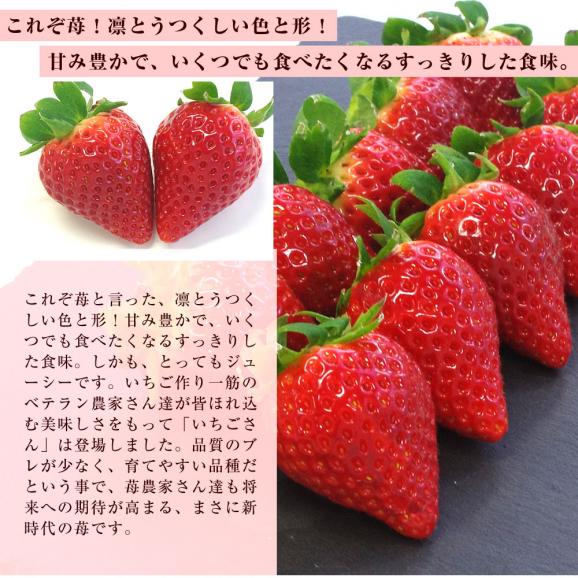 佐賀県産 新ブランド苺 いちごさん 秀品 ３Lから２Lサイズ ２箱セット