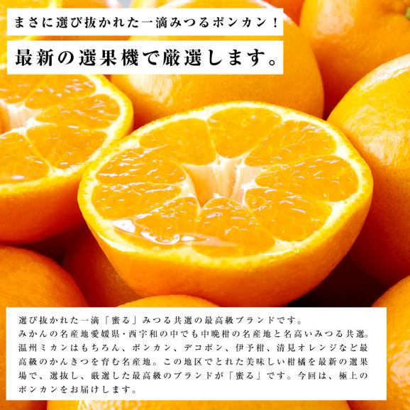 送料無料 愛媛県産　JAにしうわ　みつる共選　蜜るポンカン　特秀　２LからLサイズ　（40から30玉）　かんきつ　柑橘　ぽんかん04