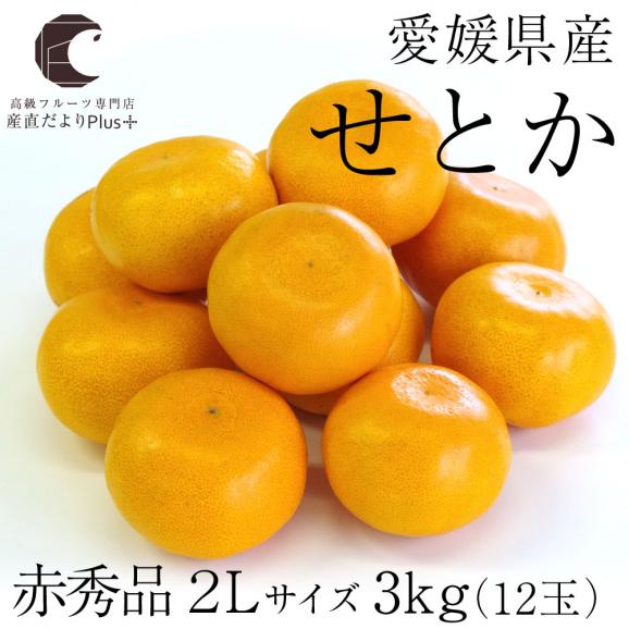 送料無料　愛媛産　せとか　赤秀品　2Lサイズ　3キロ (12玉)　柑橘　タンゴール　オレンジ02
