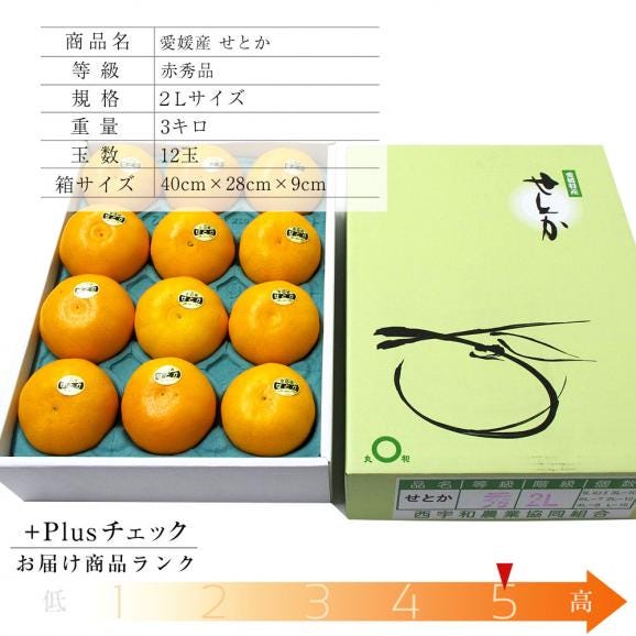 送料無料　愛媛産　せとか　赤秀品　2Lサイズ　3キロ (12玉)　柑橘　タンゴール　オレンジ03
