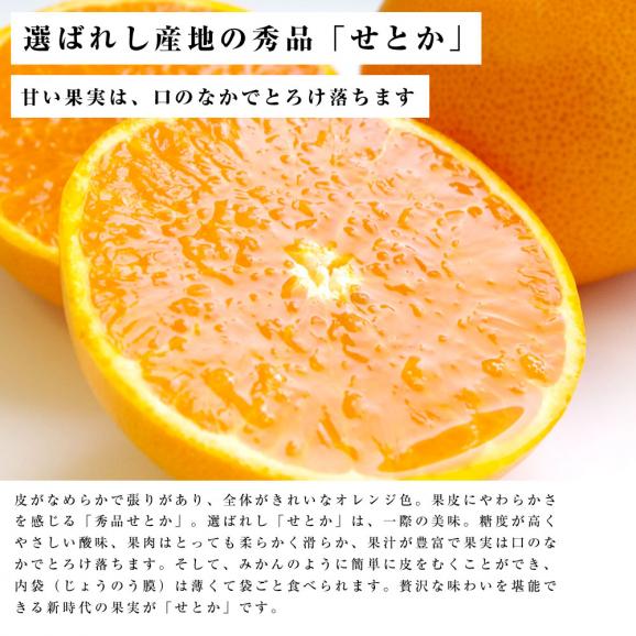 送料無料　愛媛産　せとか　赤秀品　2Lサイズ　3キロ (12玉)　柑橘　タンゴール　オレンジ04