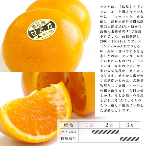 送料無料　愛媛産　せとか　赤秀品　2Lサイズ　3キロ (12玉)　柑橘　タンゴール　オレンジ05
