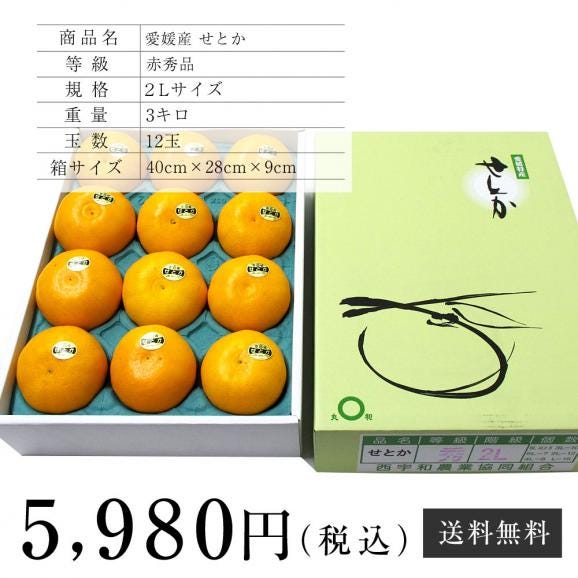 送料無料　愛媛産　せとか　赤秀品　2Lサイズ　3キロ (12玉)　柑橘　タンゴール　オレンジ06