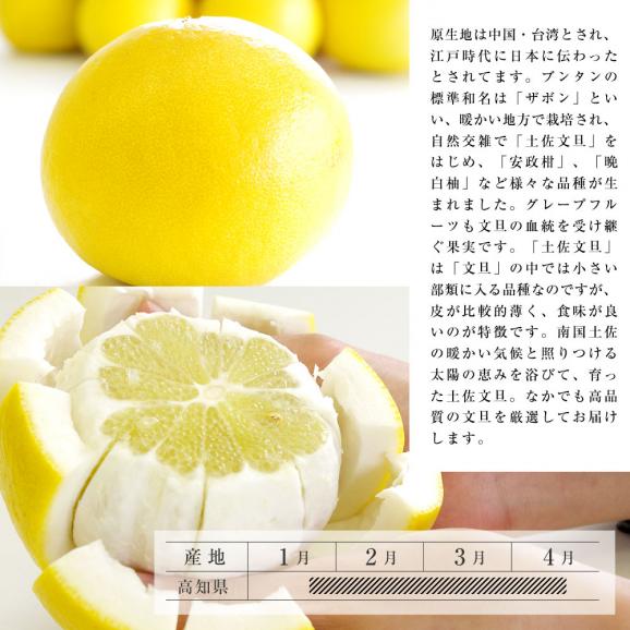 高知県産 土佐文旦(とさぶんたん) 秀品 ３Lサイズ 2.5キロ (5から6玉) 送料無料 柑橘 ぶんたん とさ05
