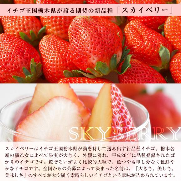 栃木県産スカイベリーと佐賀県産いちごさんの大人気いちご2箱セット (スカイベリー600gといちごさん540g）送料無料イチゴ 苺04