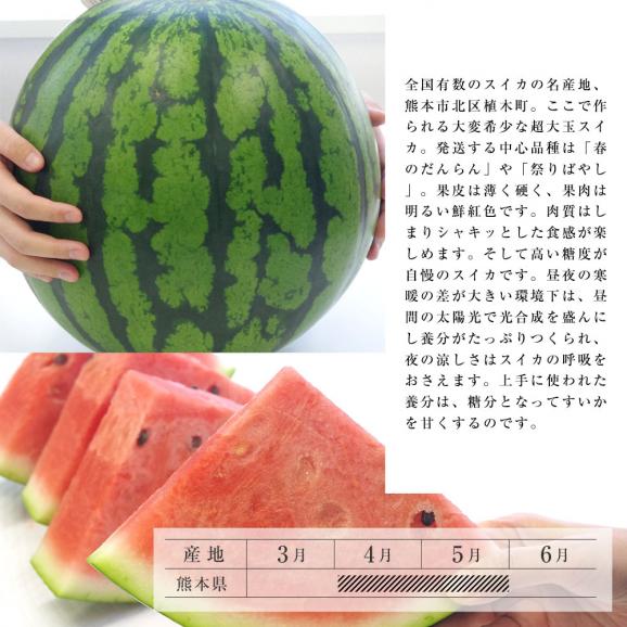 送料無料　熊本県産　超大玉スイカ　秀品　4Lサイズ以上　10キロ　西瓜　すいか05