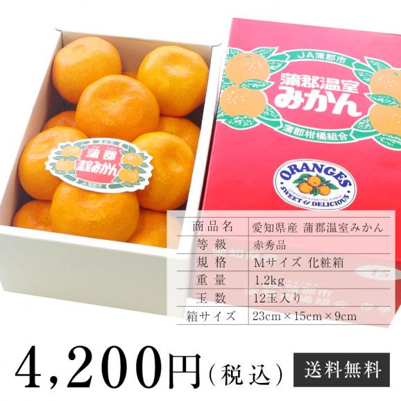 愛知県産 蒲郡温室みかん Mサイズ 1.2キロ化粧箱 (12玉入り) 送料無料