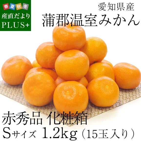 愛知県産 蒲郡温室みかん Sサイズ 1.2キロ化粧箱 (15玉入り) 送料無料 蜜柑 ハウスみかん02