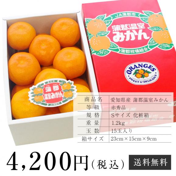 愛知県産 蒲郡温室みかん Sサイズ 1.2キロ化粧箱 (15玉入り) 送料無料 蜜柑 ハウスみかん06