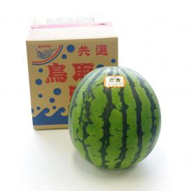 送料無料　鳥取県産　超大玉スイカ　秀品　4Lサイズ以上　1玉（約9.5キロ） すいか　西瓜