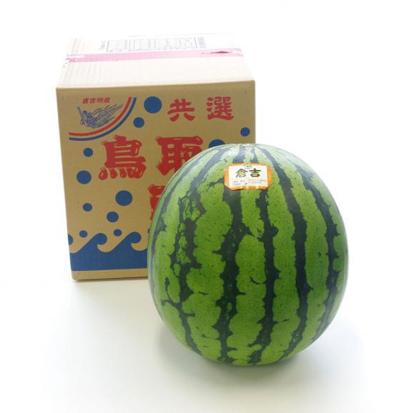 送料無料　鳥取県産　超大玉スイカ　秀品　4Lサイズ以上　1玉（約9.5キロ） すいか　西瓜01