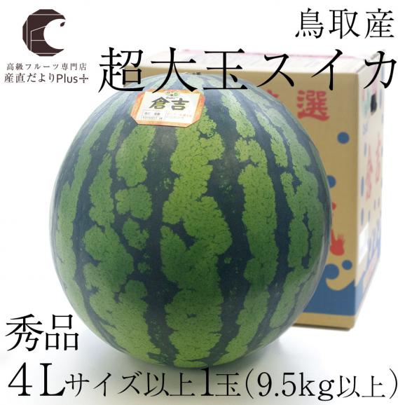 送料無料　鳥取県産　超大玉スイカ　秀品　4Lサイズ以上　1玉（約9.5キロ） すいか　西瓜02