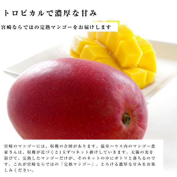 送料無料　宮崎県産　完熟マンゴー　3Lサイズ　460g以上×1玉　まんごー　夏ギフト201904