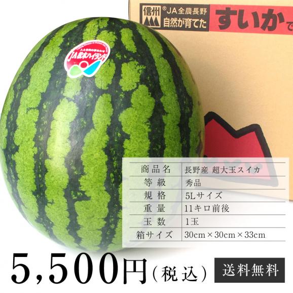 送料無料 長野県産 超大玉スイカ 秀品 5Lサイズ 1玉 (11キロ前後) すいか 西瓜 大玉スイカ06