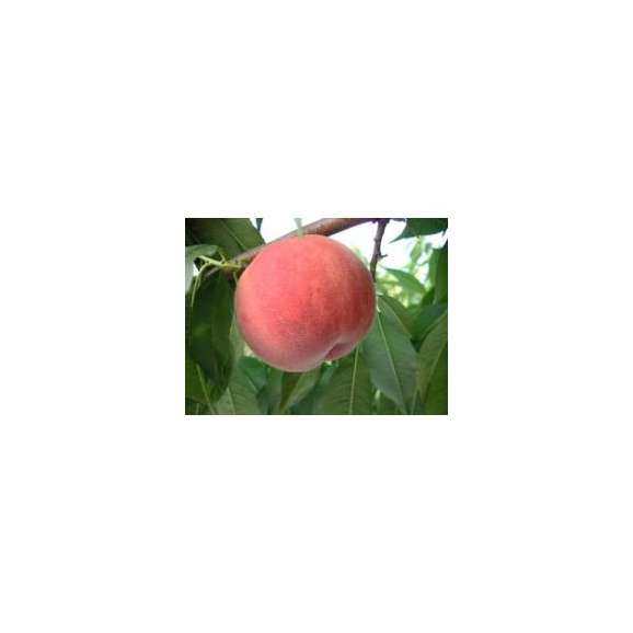 山形県産【白桃3kg箱(10～12玉)秀品】中玉サイズ化粧箱入り贈答用【送料無料】03