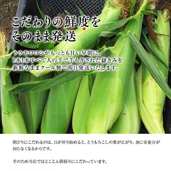 青森県産とうもろこし 嶽きみ 12本セット プレミアムとうもろこし 送料無料 まるで果物のような甘さ だけきみ トウモロコシ コーン04